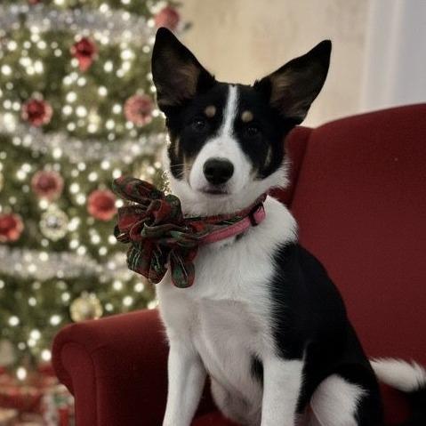 Enlarge Kira, a Adoptable Border Collie in Mount Pleasant, TX image 2/5