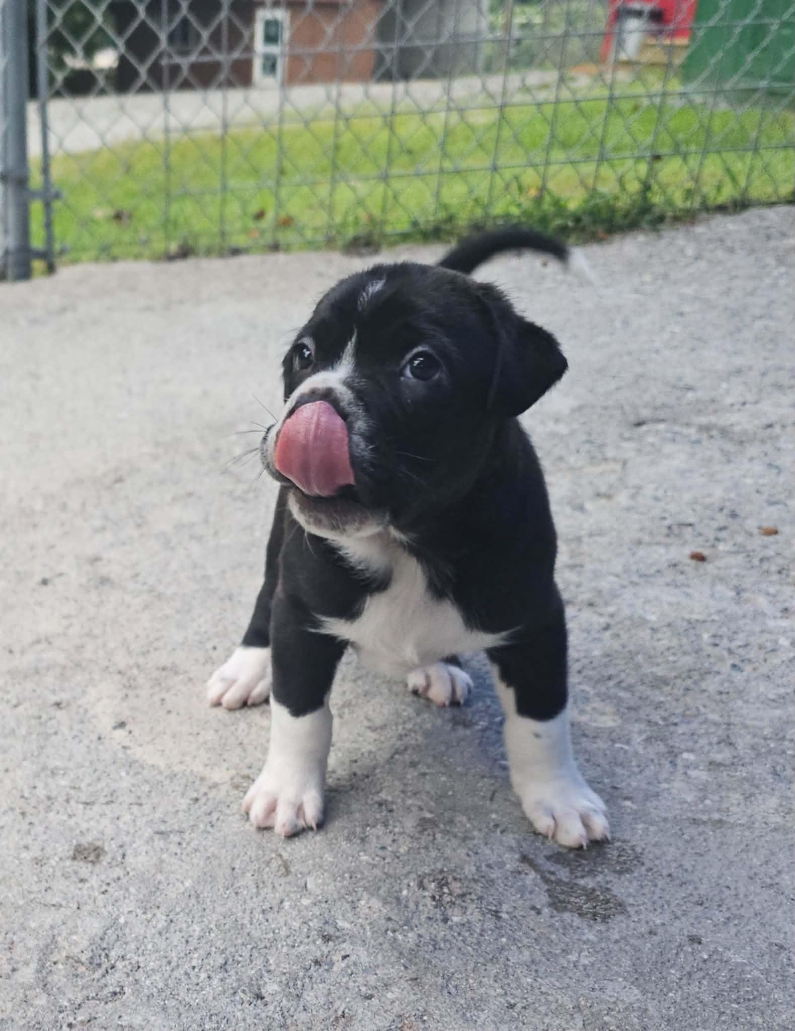 Ash, Adopted, Puppy Male Mixed Breed.