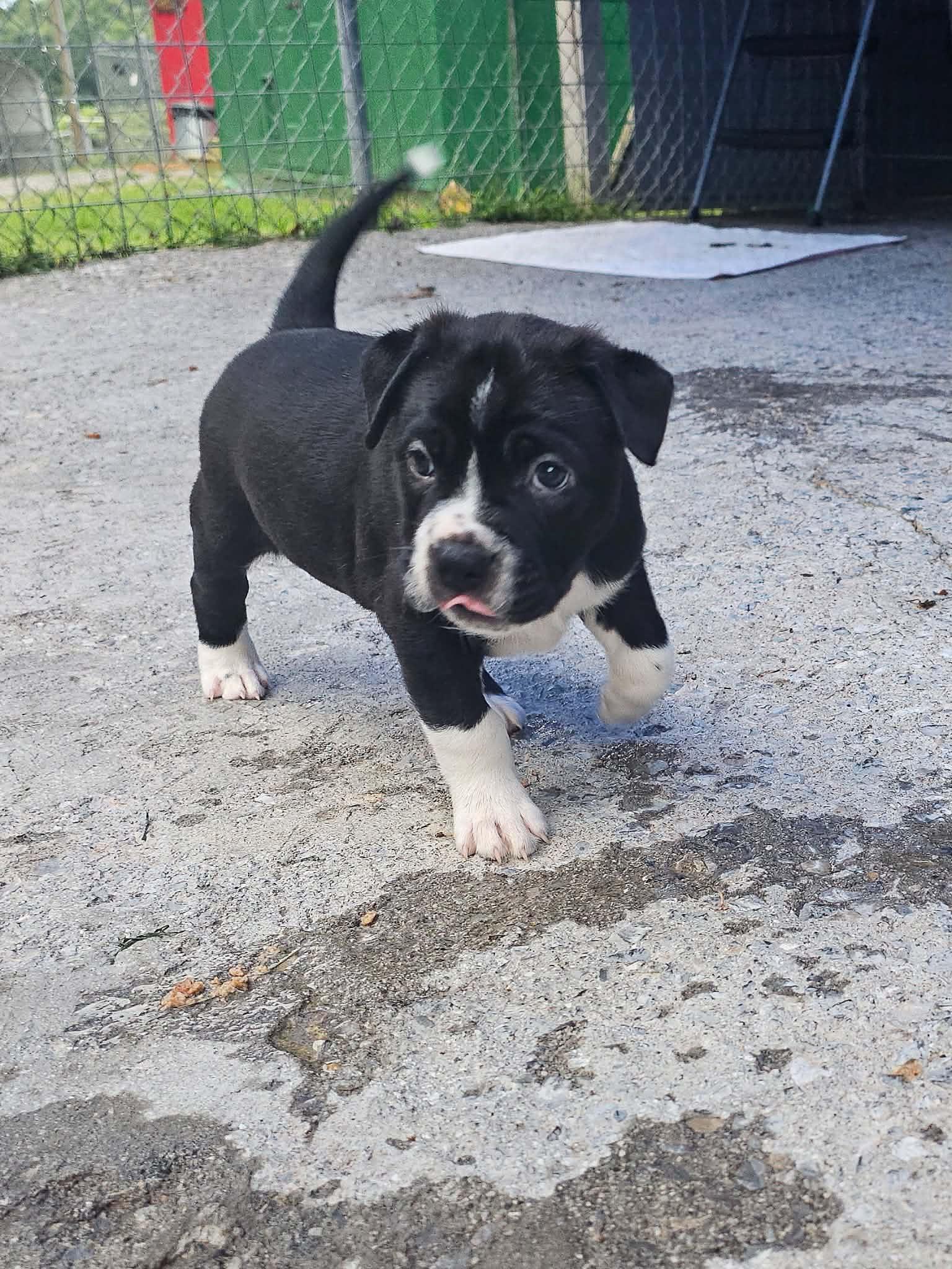 Enlarge Ash, a Adopted Mixed Breed in Talbott, TN image 2/3