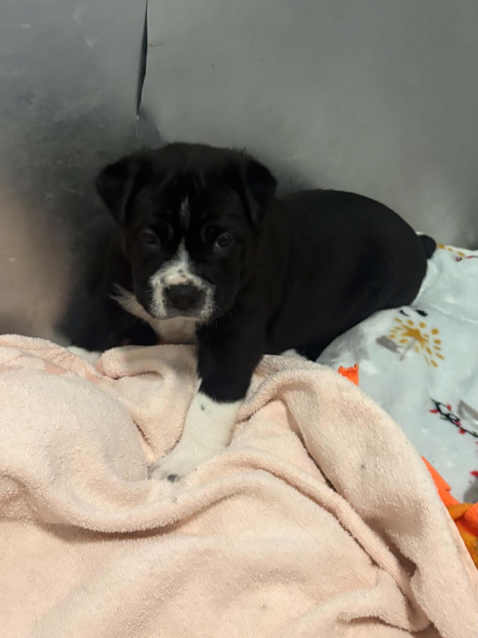 Enlarge Ash, a Adopted Mixed Breed in Talbott, TN image 3/3