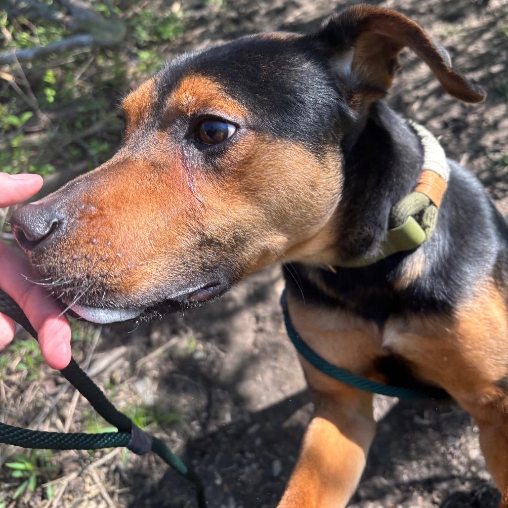 Enlarge Lucky, a Adoptable Mixed Breed in Grand Rapids, MI image 1/6