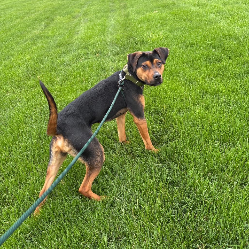 Enlarge Lucky, a Adoptable Mixed Breed in Grand Rapids, MI image 2/6