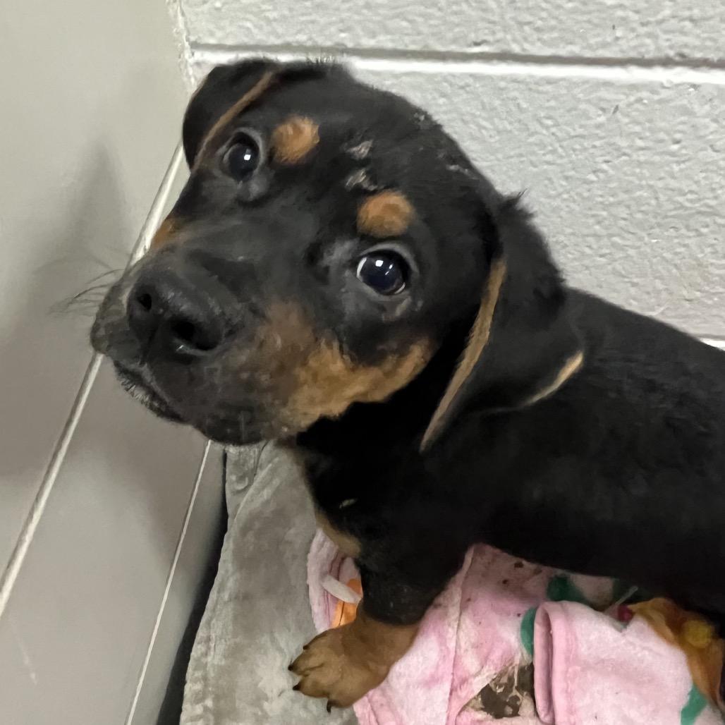 Enlarge Lucky, a Adoptable Mixed Breed in Grand Rapids, MI image 3/6