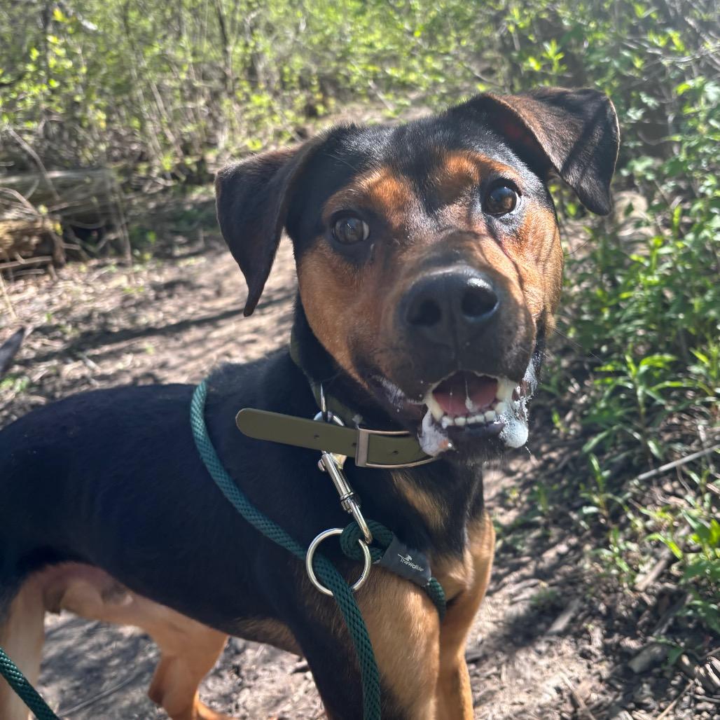 Enlarge Lucky, a Adoptable Mixed Breed in Grand Rapids, MI image 4/6