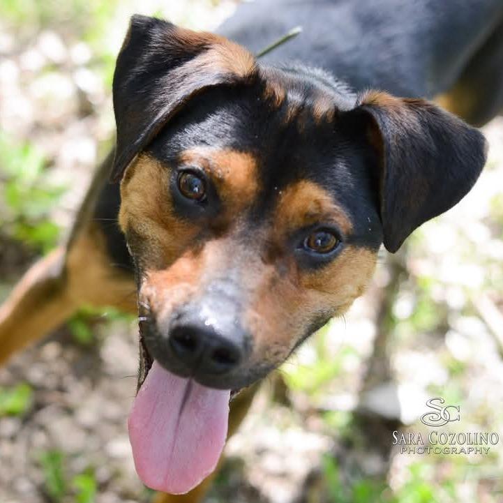 Enlarge Lucky, a Adoptable Mixed Breed in Grand Rapids, MI image 5/6