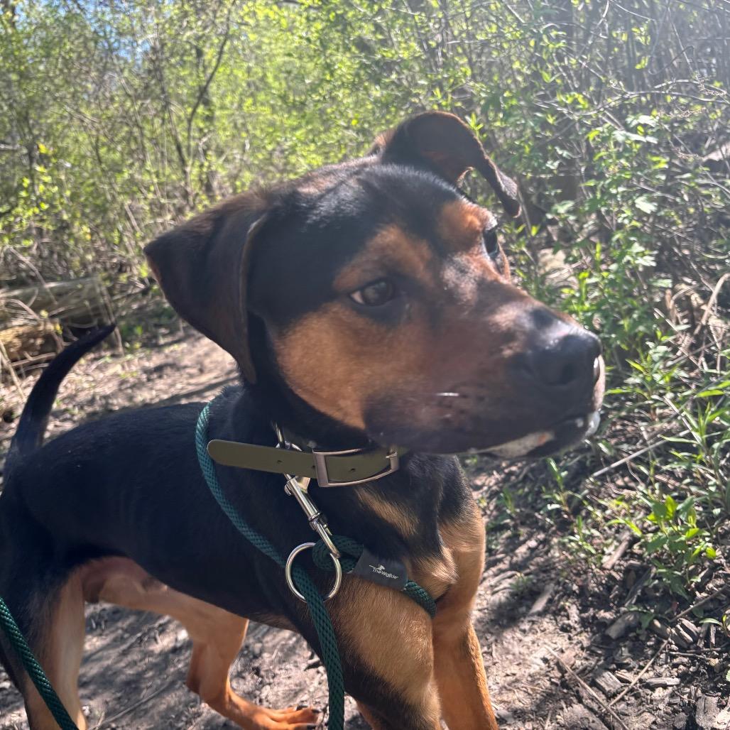 Enlarge Lucky, a Adoptable Mixed Breed in Grand Rapids, MI image 6/6