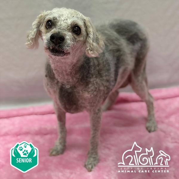 Enlarge ELLA, a Adoptable Bichon Frise in Irvine, CA image 1/1