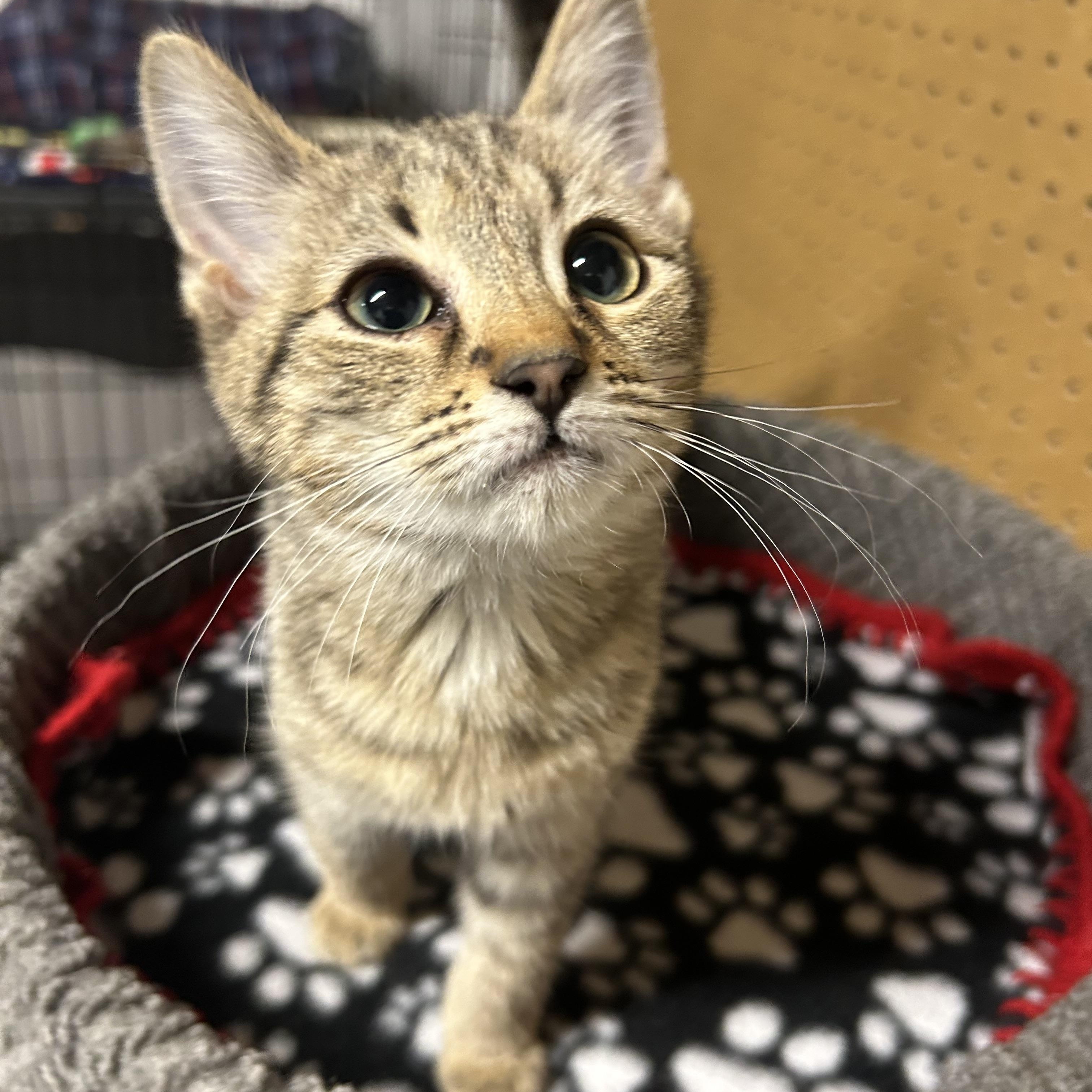 Theodora , ADOPTABLE, Kitten Female Domestic Short Hair.