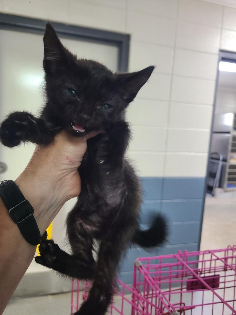 C1280-25, Adoptable, Young Female Domestic Short Hair.