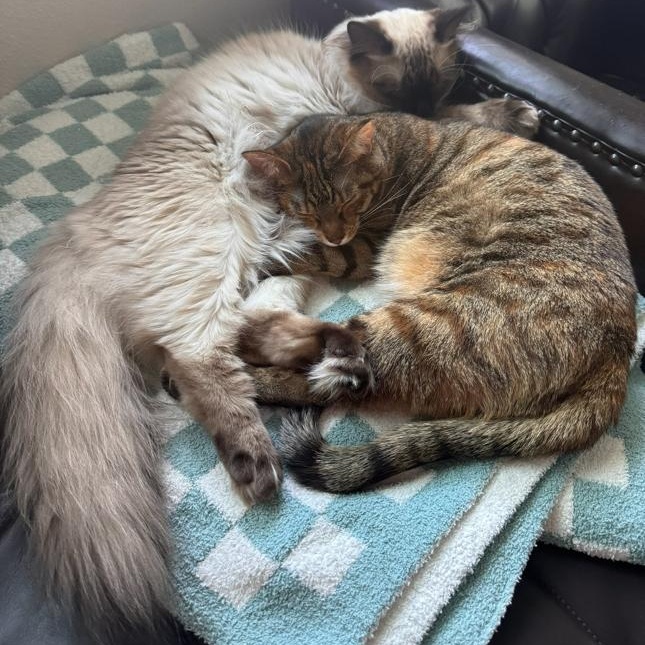 Zuki *COURTESY POST*, Adoptable, Adult Female Tabby & Domestic Short Hair.