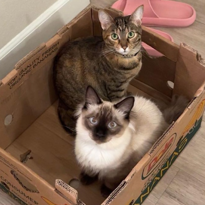 Enlarge Zuki *COURTESY POST*, a Adoptable mixed breed in Sacramento, CA image 2/3