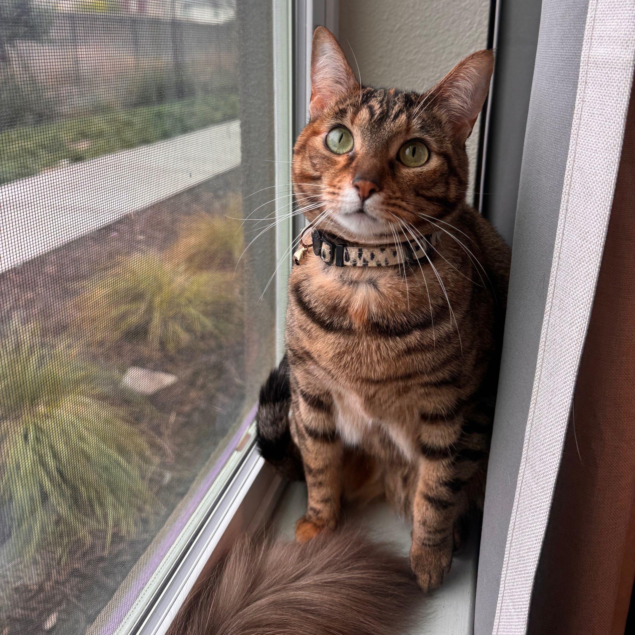 Zuki *COURTESY POST*, Adoptable, Adult Female Tabby & Domestic Short Hair.