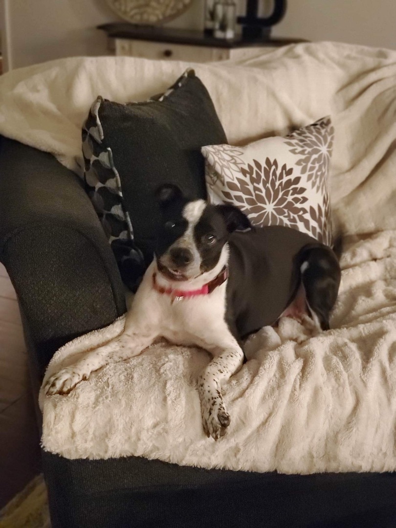 Darlin, Adopted, Adult Female Australian Cattle Dog / Blue Heeler.