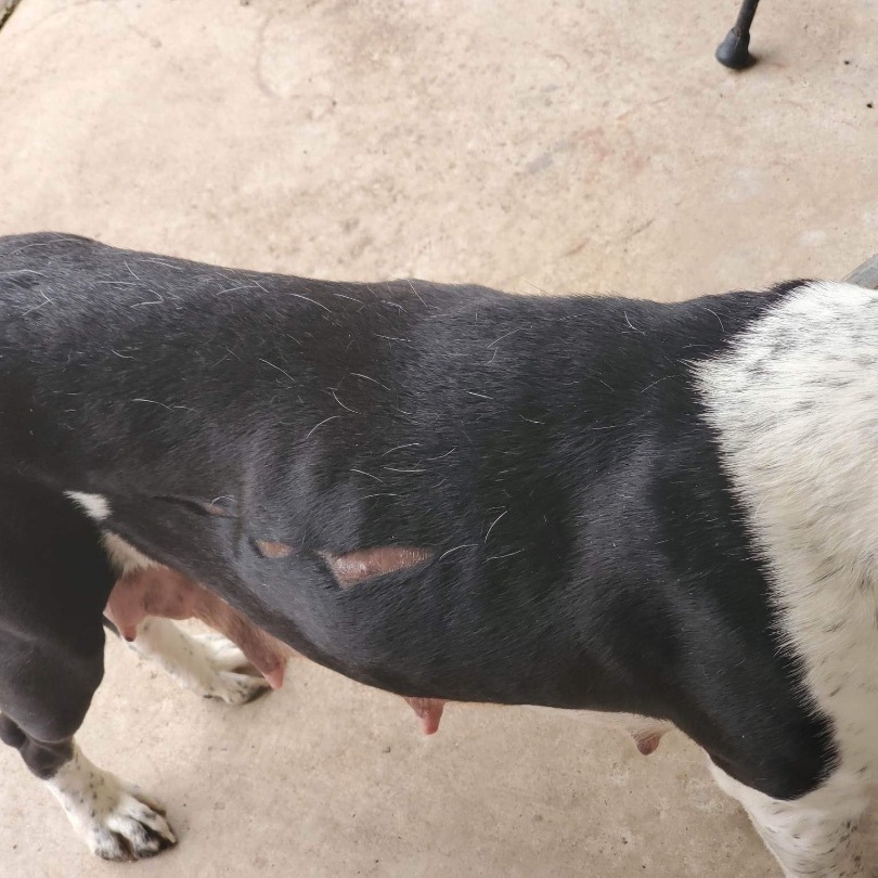 Enlarge Darlin, a Adopted mixed breed in Inez, TX image 2/19