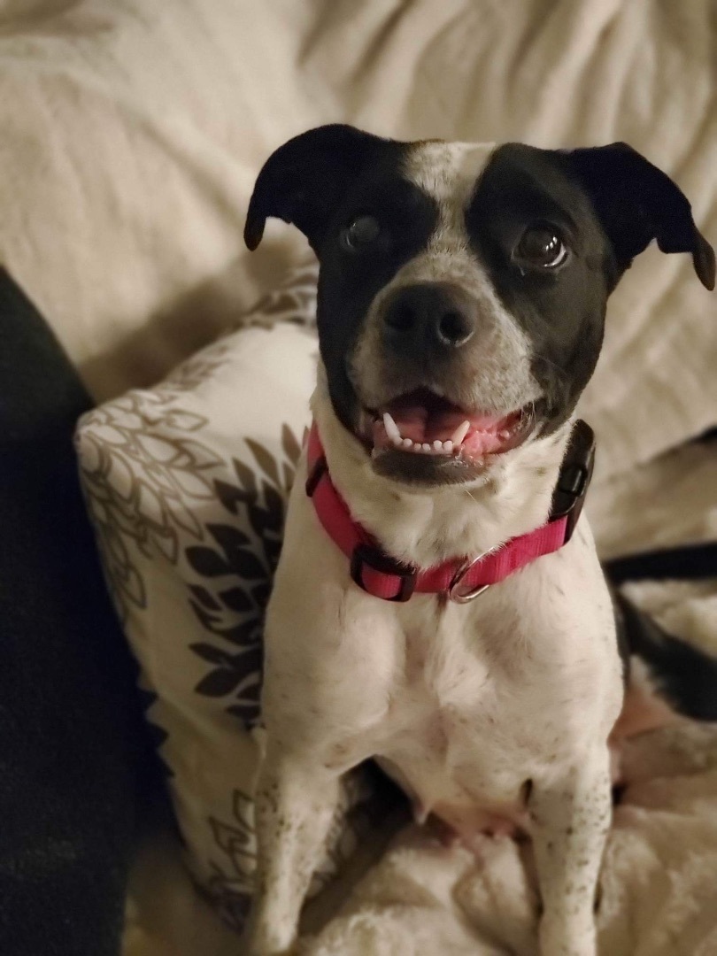 Enlarge Darlin, a Adopted mixed breed in Inez, TX image 3/19