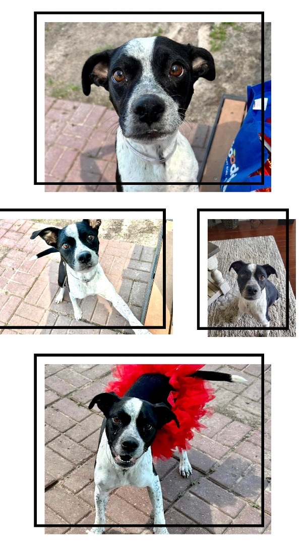 Enlarge Darlin, a Adopted mixed breed in Inez, TX image 4/19