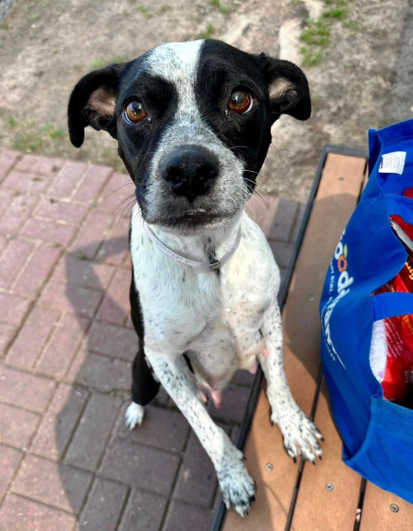 Enlarge Darlin, a Adopted mixed breed in Inez, TX image 5/19