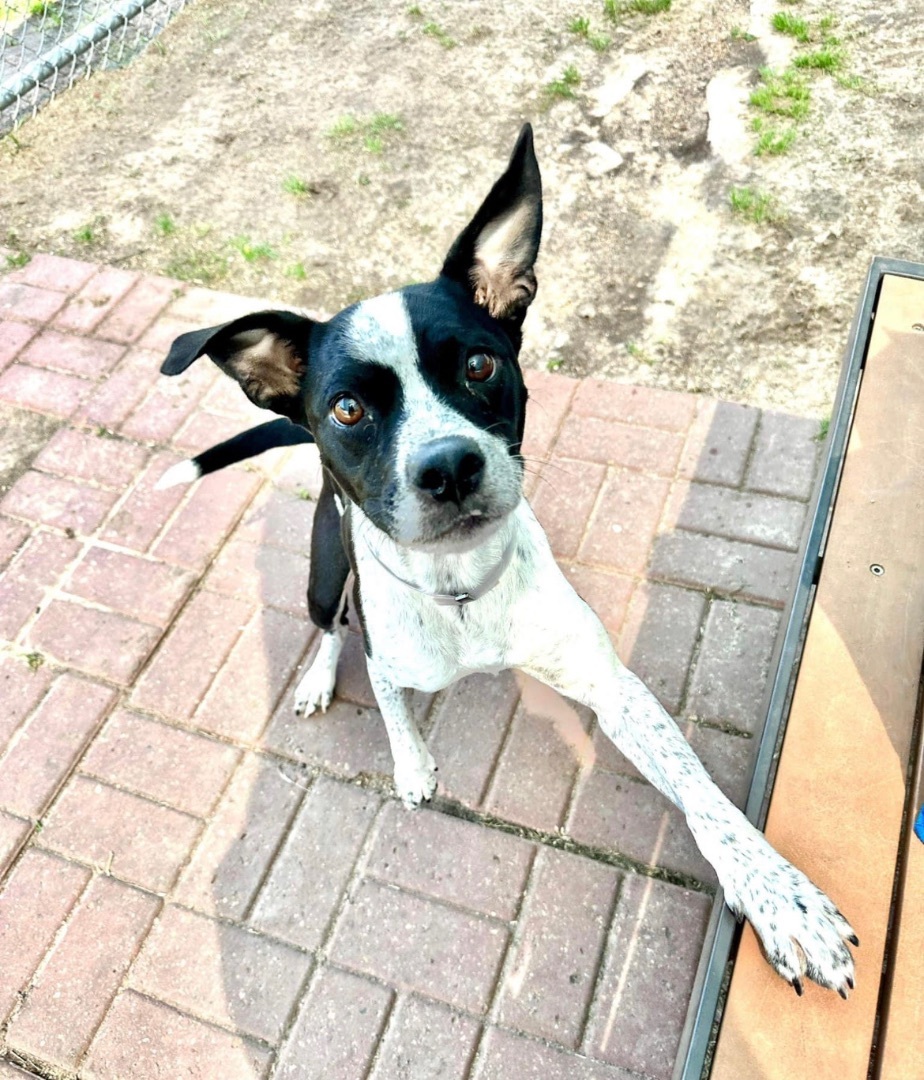 Enlarge Darlin, a Adopted mixed breed in Inez, TX image 6/19