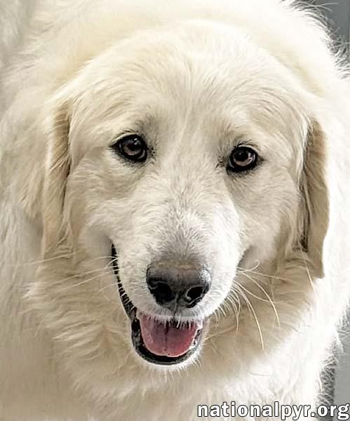 Jolene in TN - Loving, Spunky & Sweet!