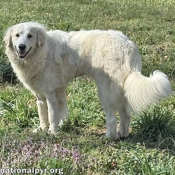 Jolene in TN - Loving, Spunky & Sweet! — thumbnail 2