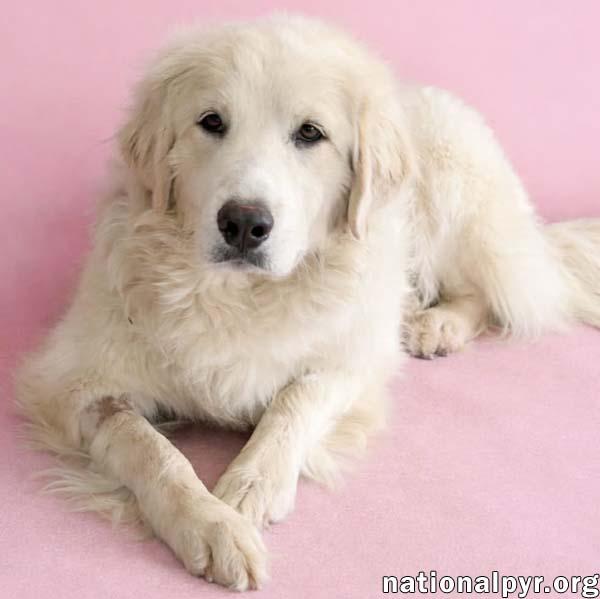 Jolene in TN - Loving, Spunky & Sweet! — thumbnail 3