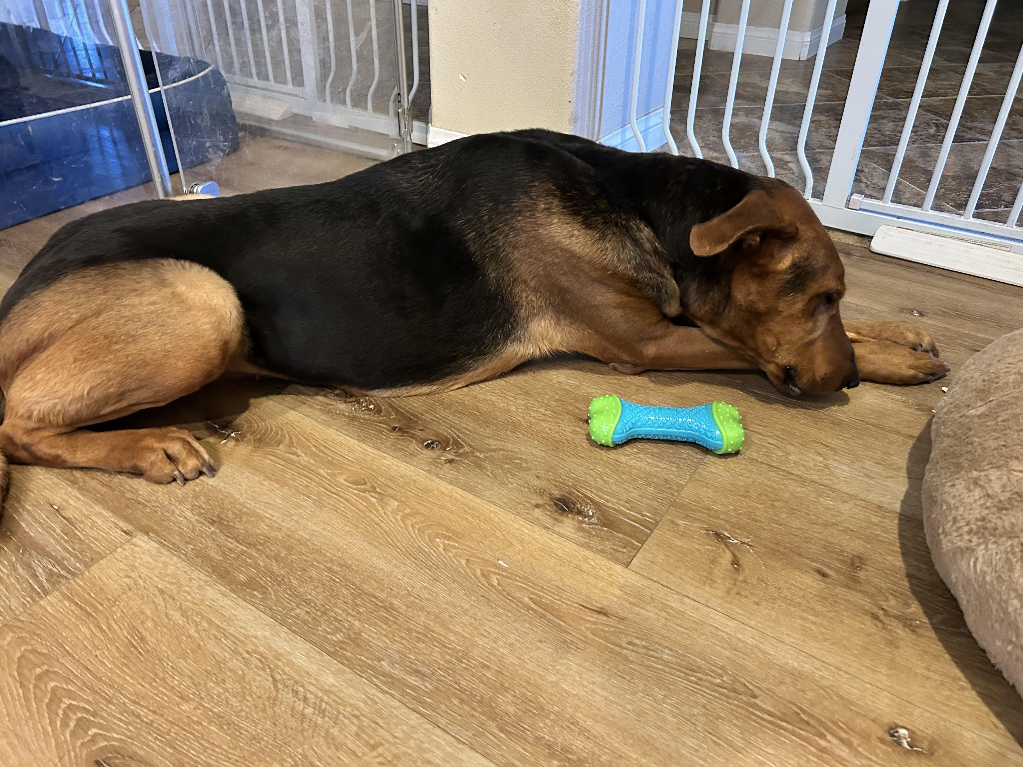 Jackie, a Adoptable mixed breed in Weston, MA image 5/5