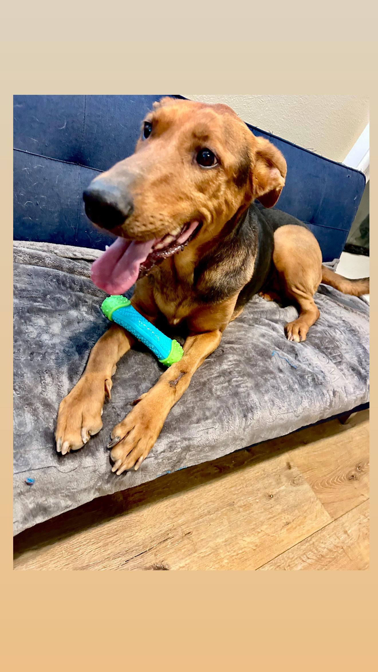 Jackie, a Adoptable mixed breed in Weston, MA image 2/5