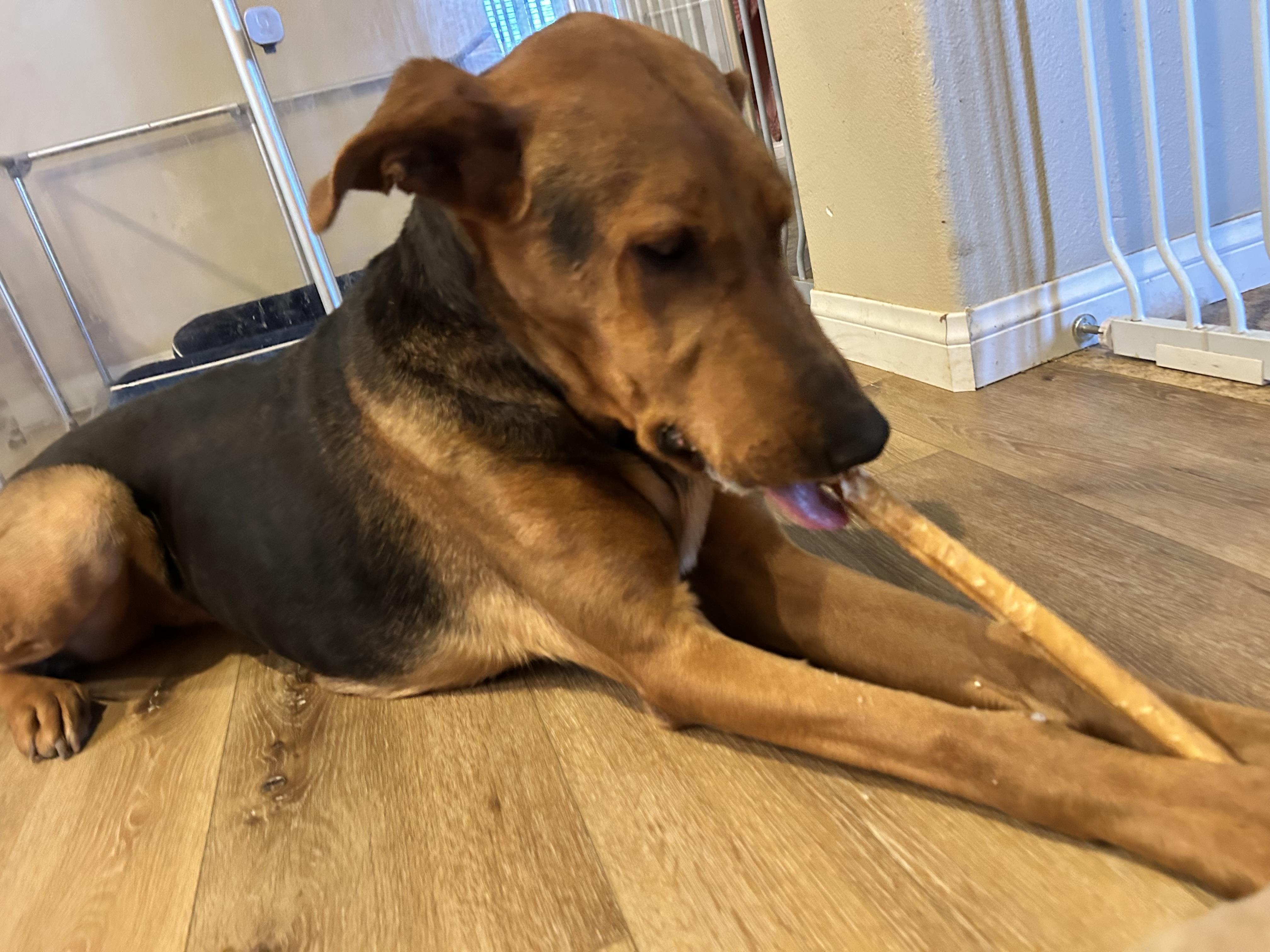 Jackie, a Adoptable mixed breed in Weston, MA image 3/5