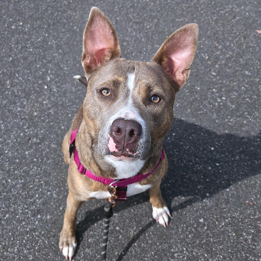 Celine, Adoptable, Adult Female Pit Bull Terrier.
