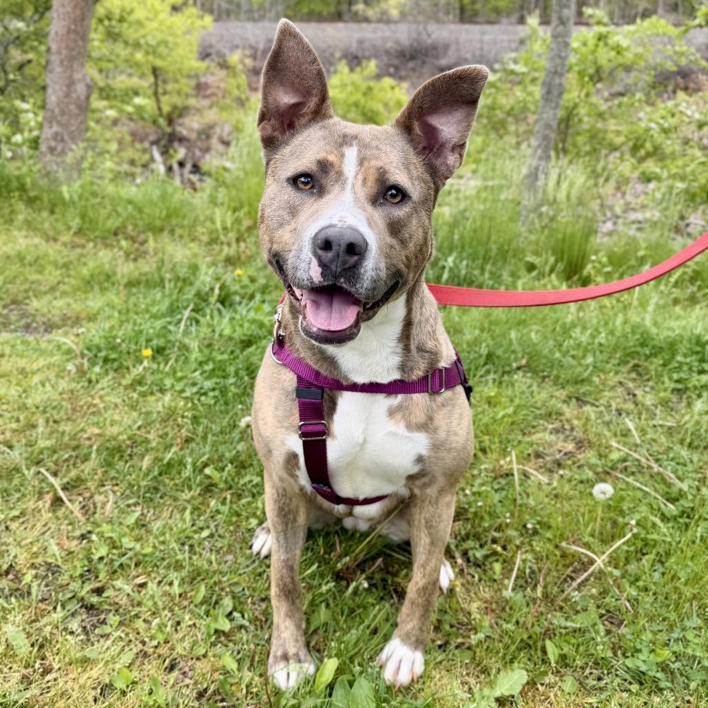 Enlarge Celine, a Adoptable Pit Bull Terrier in East Hampton, NY image 2/6