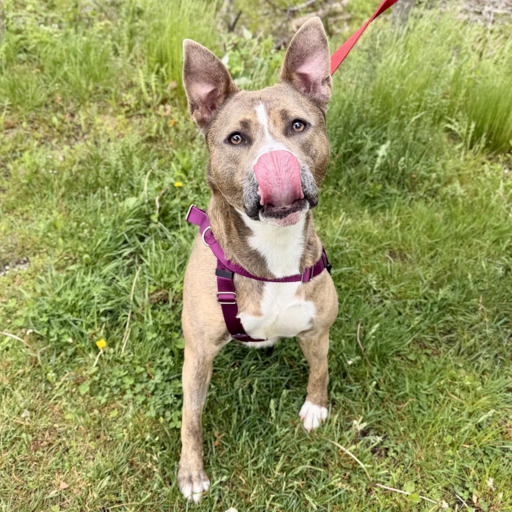 Enlarge Celine, a Adoptable Pit Bull Terrier in East Hampton, NY image 3/6