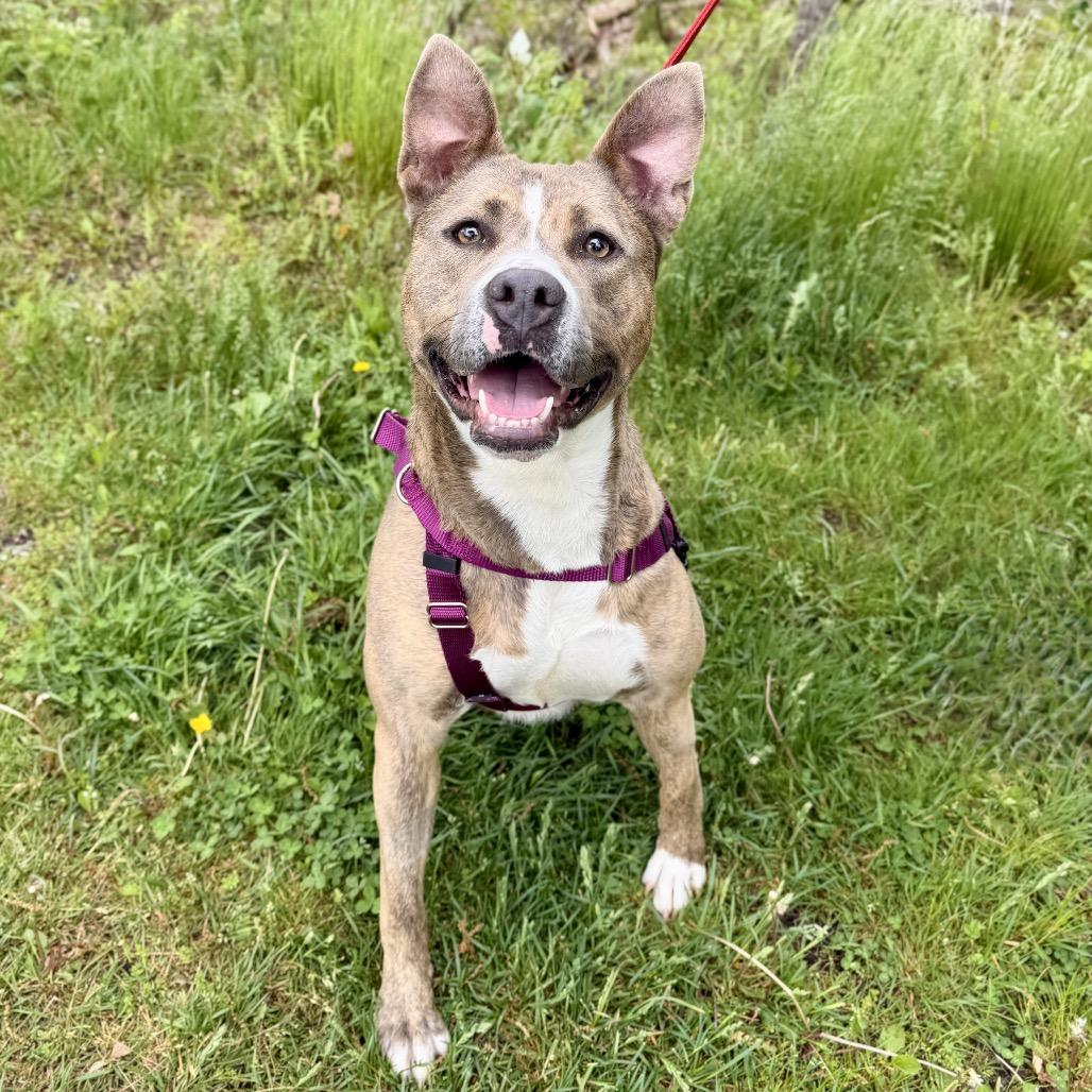 Enlarge Celine, a Adoptable Pit Bull Terrier in East Hampton, NY image 4/6