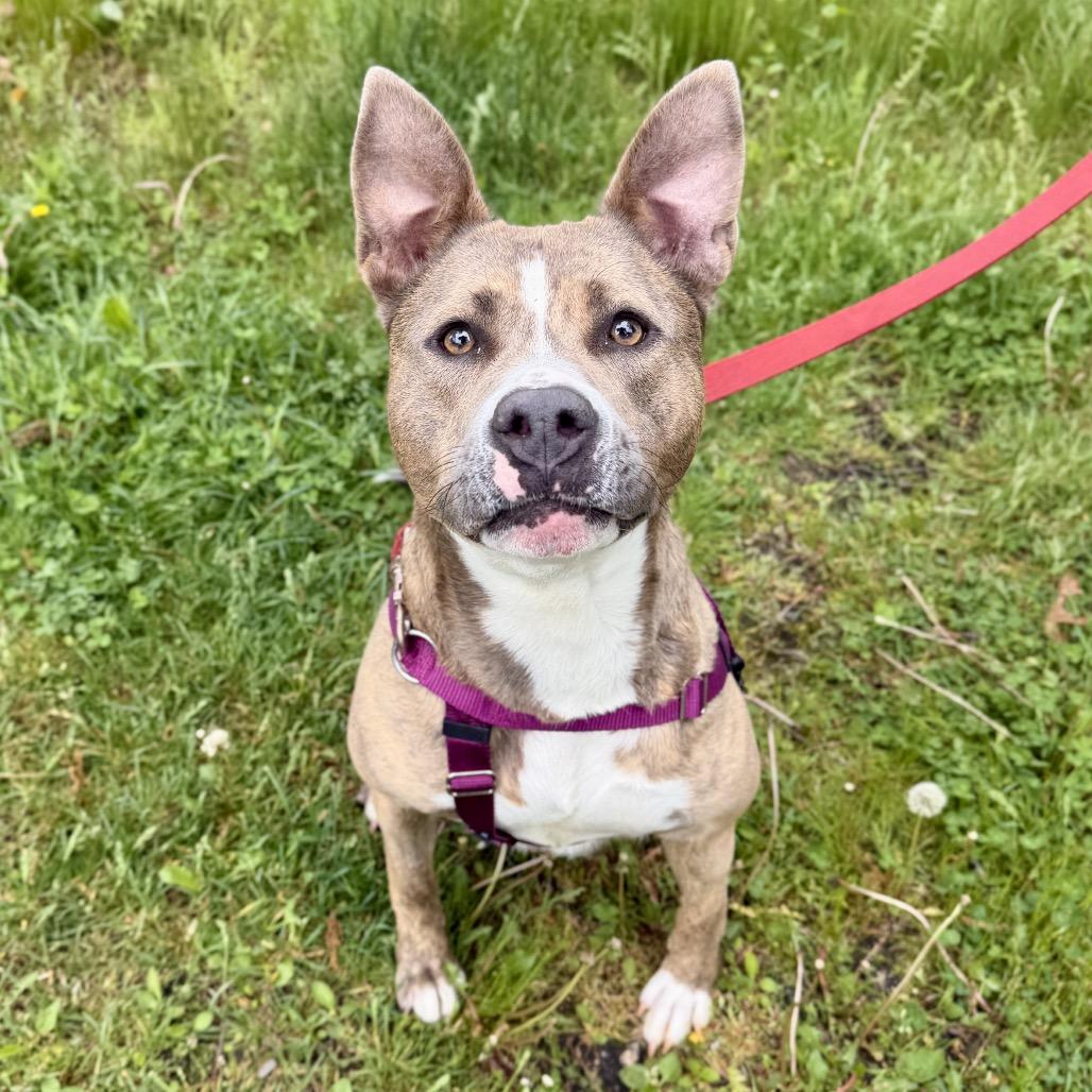Enlarge Celine, a Adoptable Pit Bull Terrier in East Hampton, NY image 5/6