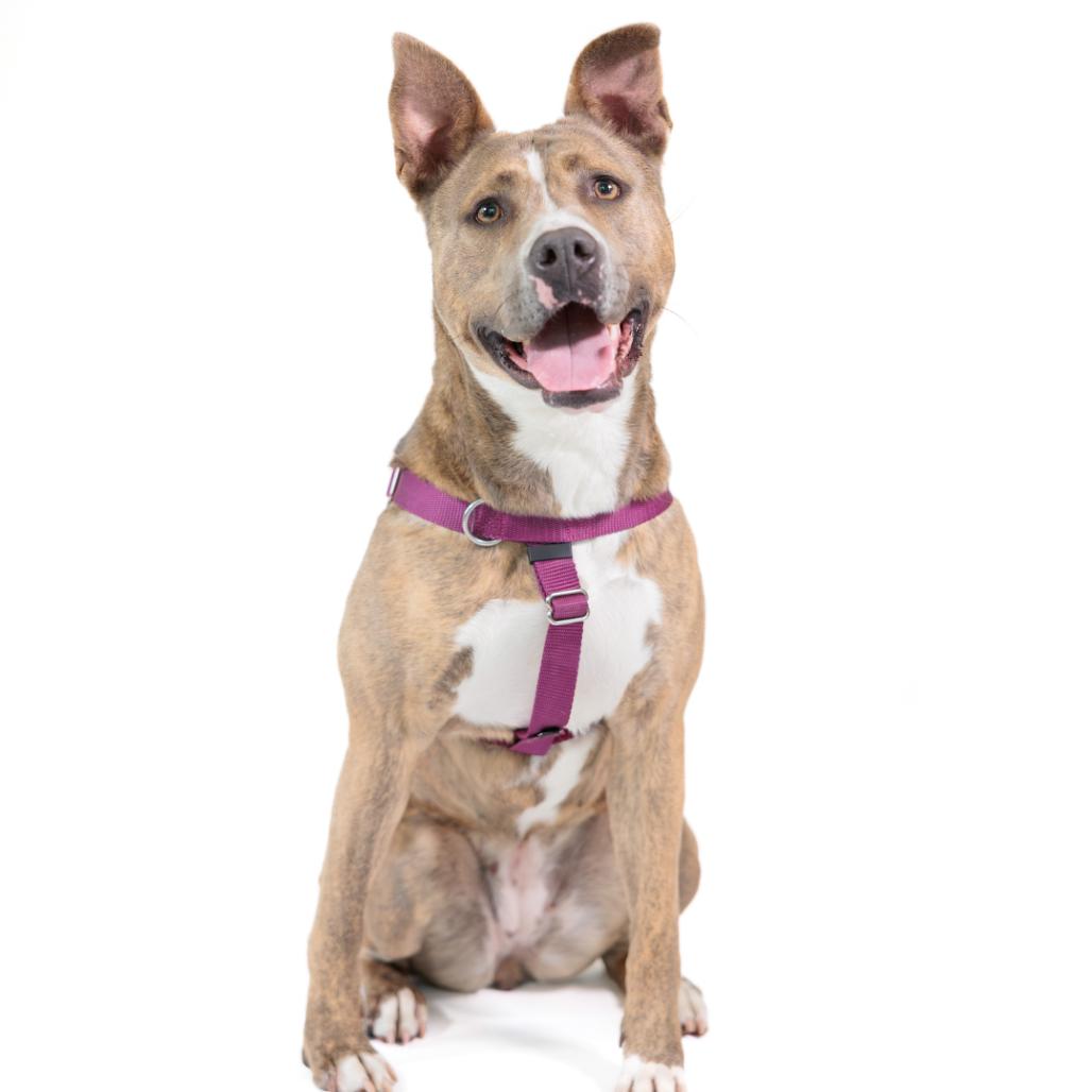 Enlarge Celine, a Adoptable Pit Bull Terrier in East Hampton, NY image 6/6