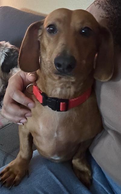 Bella  -  So Ca, Adoptable, Young Female Dachshund.