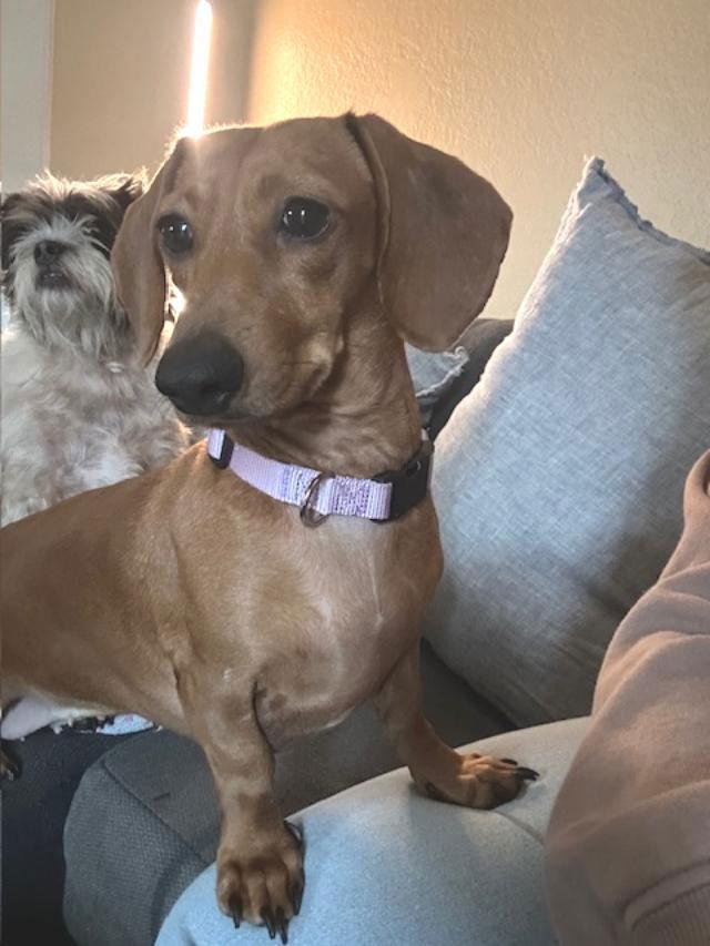 Enlarge Bella  -  So Ca, a Adoptable Dachshund in Los Angeles, CA image 2/3