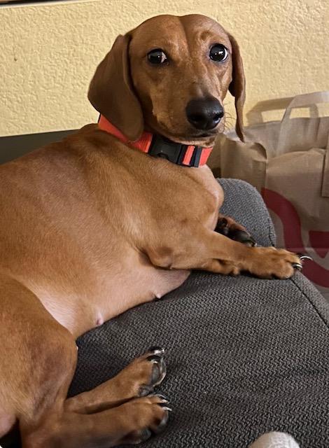 Enlarge Bella  -  So Ca, a Adoptable Dachshund in Los Angeles, CA image 3/3
