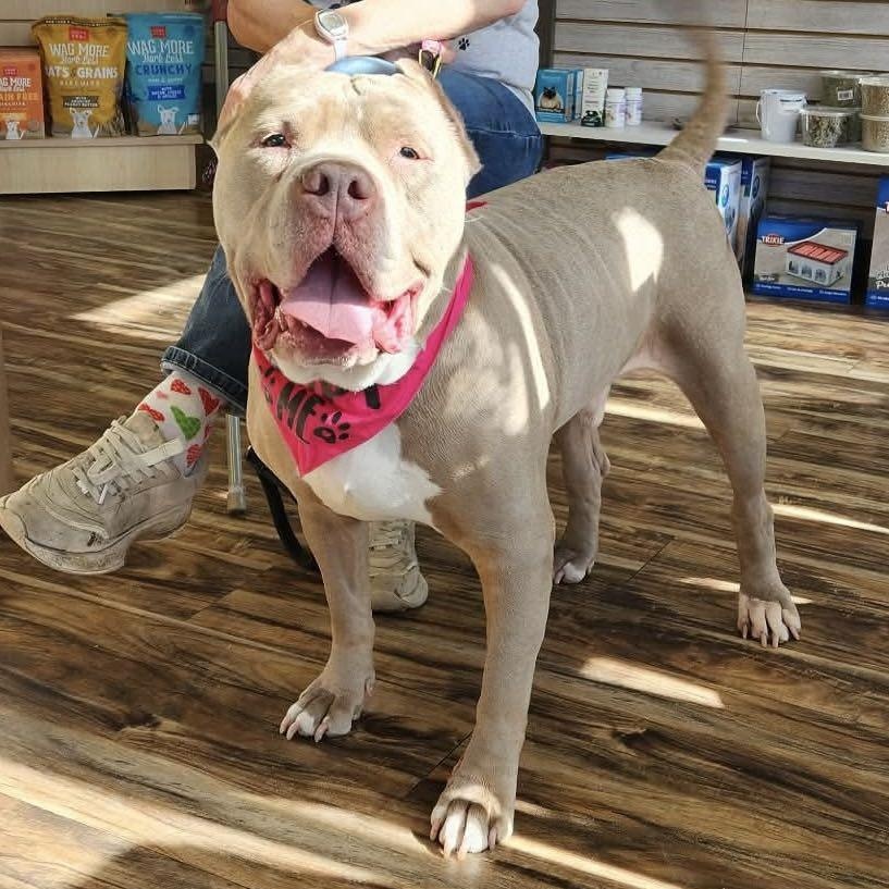 Enlarge Jefe, an adoptable mixed breed in Racine, WI image 1/6