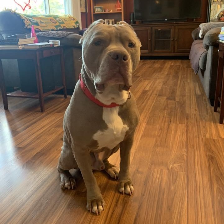 Enlarge Jefe, an adoptable mixed breed in Racine, WI image 5/6