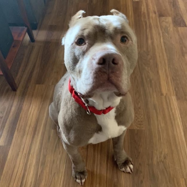 Enlarge Jefe, an adoptable mixed breed in Racine, WI image 2/6