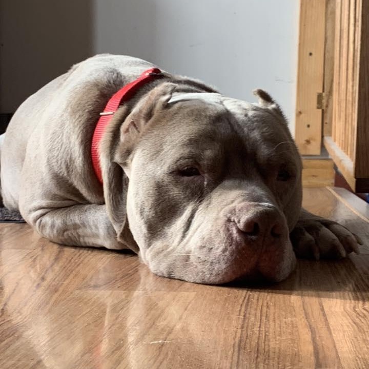 Enlarge Jefe, an adoptable mixed breed in Racine, WI image 1/6