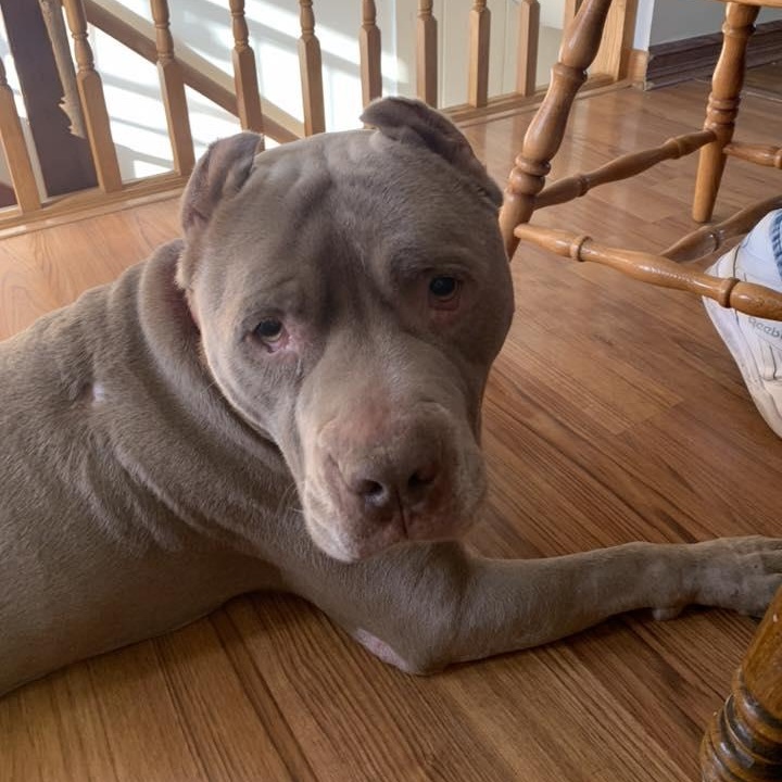 Enlarge Jefe, an adoptable mixed breed in Racine, WI image 6/6