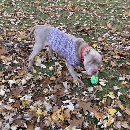 Enlarge Jefe, an adoptable mixed breed in Racine, WI image 4/6