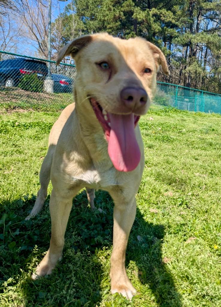 Enlarge Lance, a Adoptable mixed breed in Little Rock, AR image 2/2