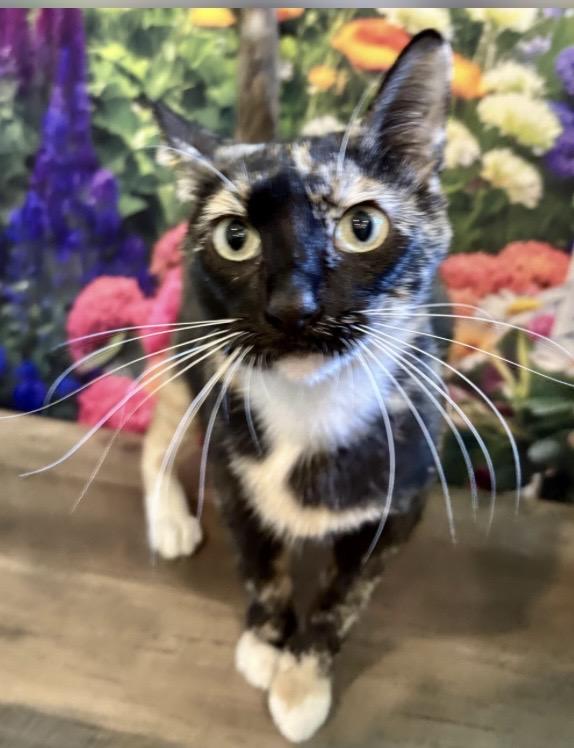 Enlarge Fromaggia, a ADOPTABLE Calico in Orient, OH image 2/4