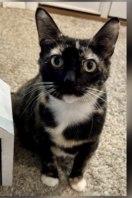 Enlarge Fromaggia, a ADOPTABLE Calico in Orient, OH image 3/4