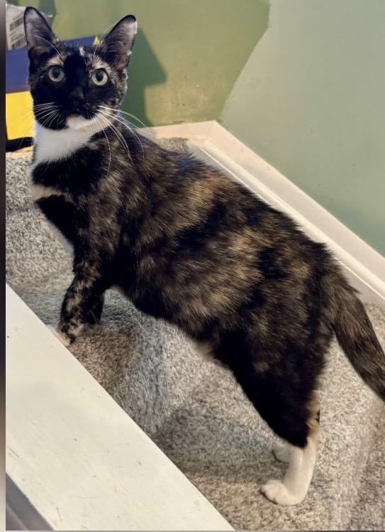Enlarge Fromaggia, a ADOPTABLE Calico in Orient, OH image 4/4