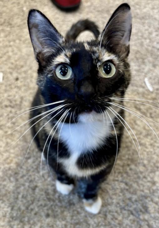 Enlarge Fromaggia, a ADOPTABLE Calico in Orient, OH image 1/4