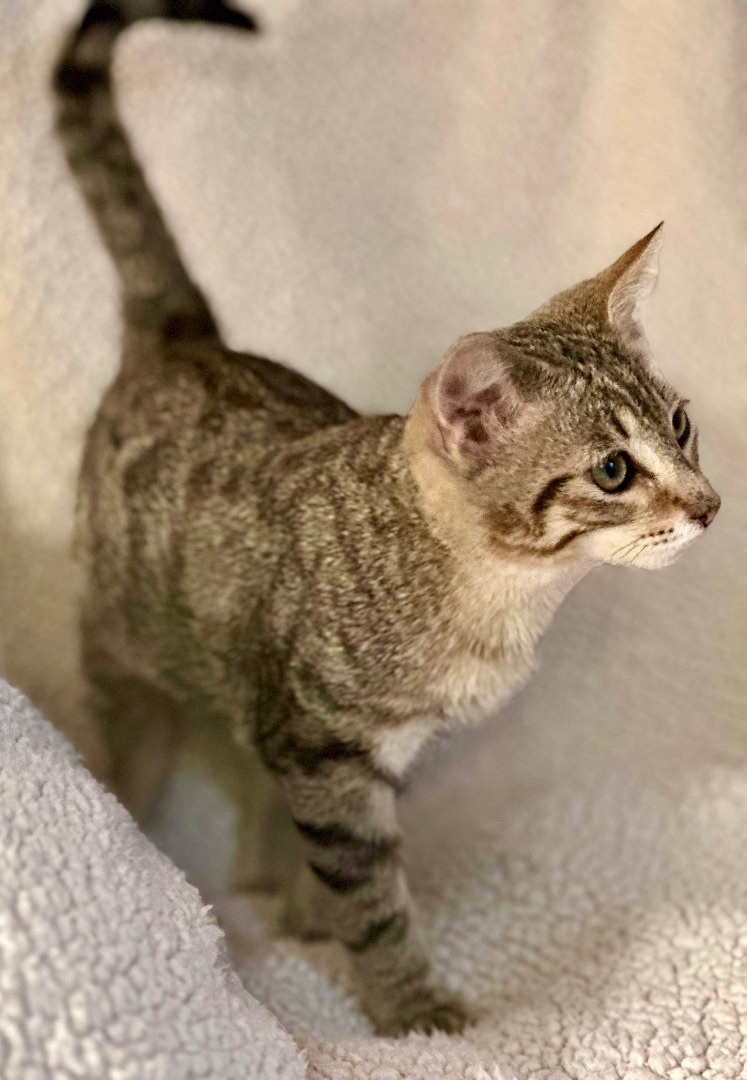 Wesley, Adopted, Kitten Male Domestic Short Hair & Tabby.
