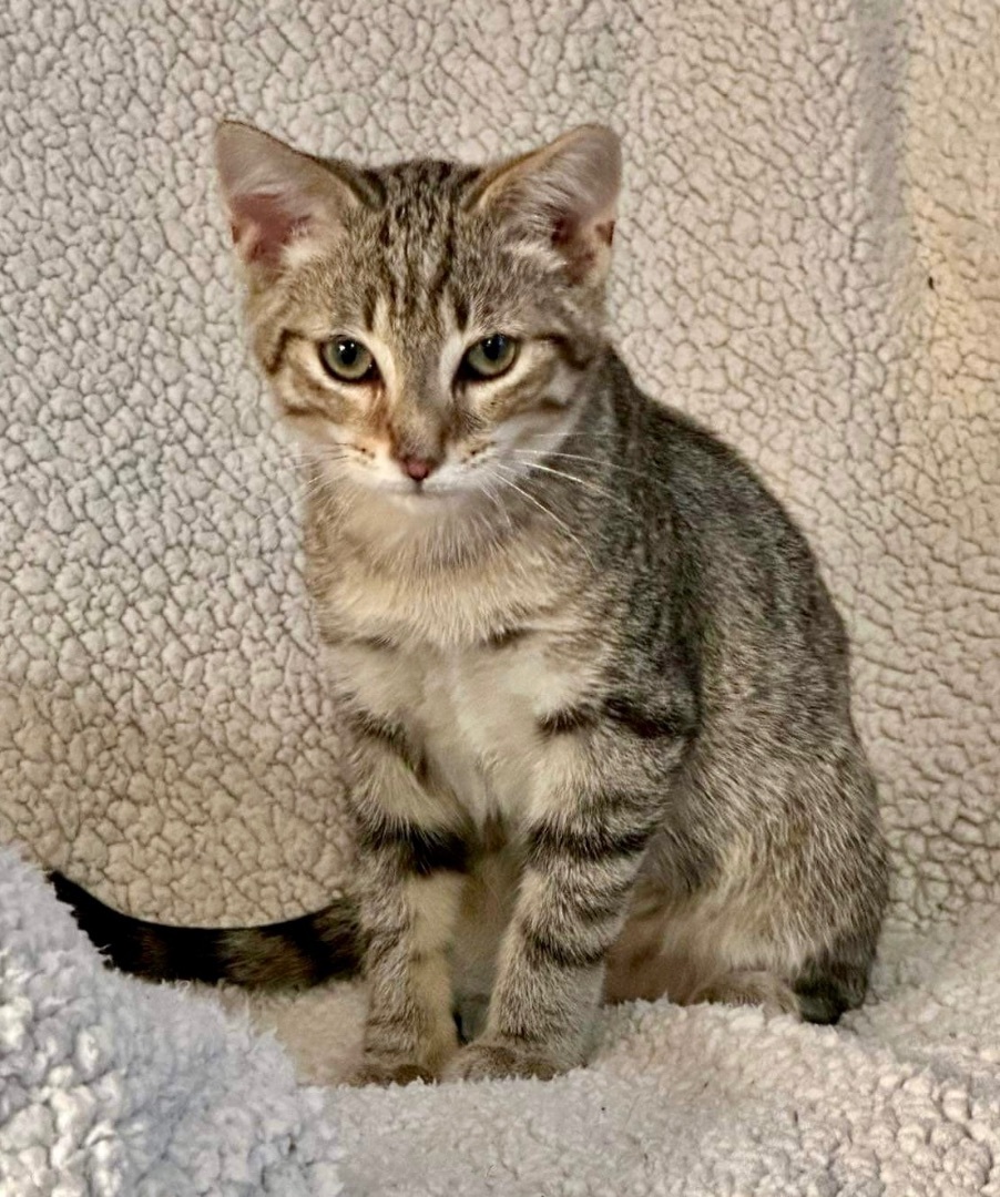 Enlarge Wesley, a Adopted mixed breed in WOODSTOCK, ON image 2/4